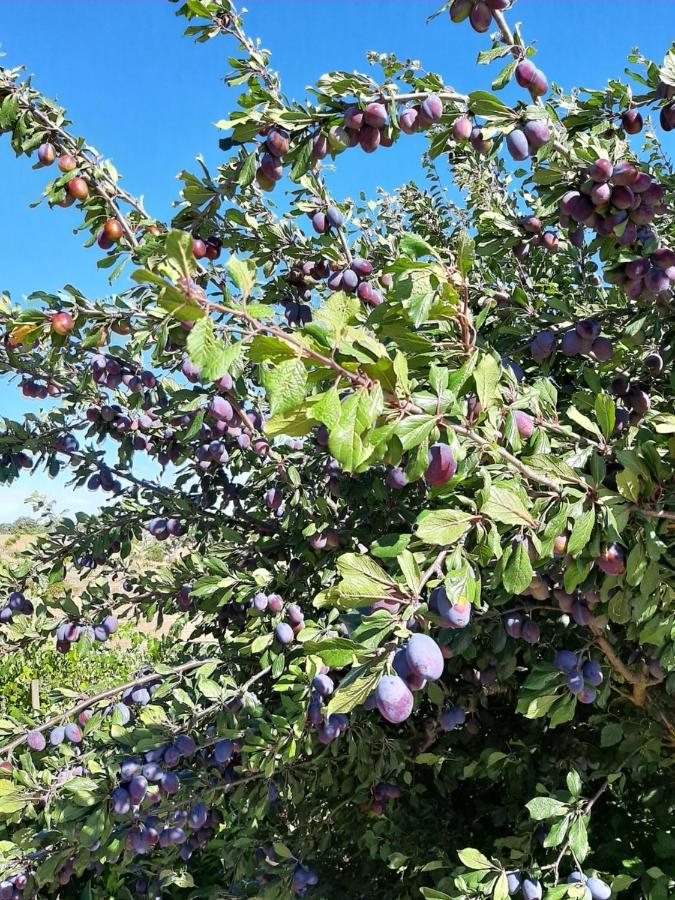 蒙特白房度假屋 São Bartolomeu da Serra 外观 照片