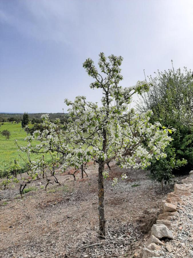 蒙特白房度假屋 São Bartolomeu da Serra 外观 照片